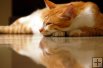Deep Sleep