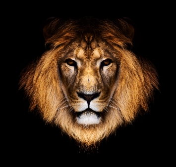 Unlimited Confidence - Click Image to Close